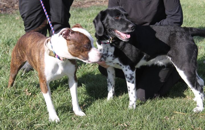 Bonnie Marie & Myla May (Bonded Pair) 4