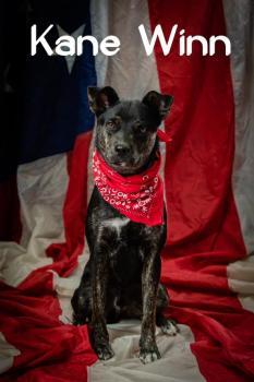 Kane Winn, an adoptable Mixed Breed in Concord, NC_image-1