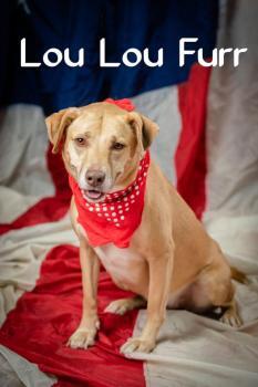 Lou Lou Furr, an adoptable Labrador Retriever Mix in Concord, NC_image-1