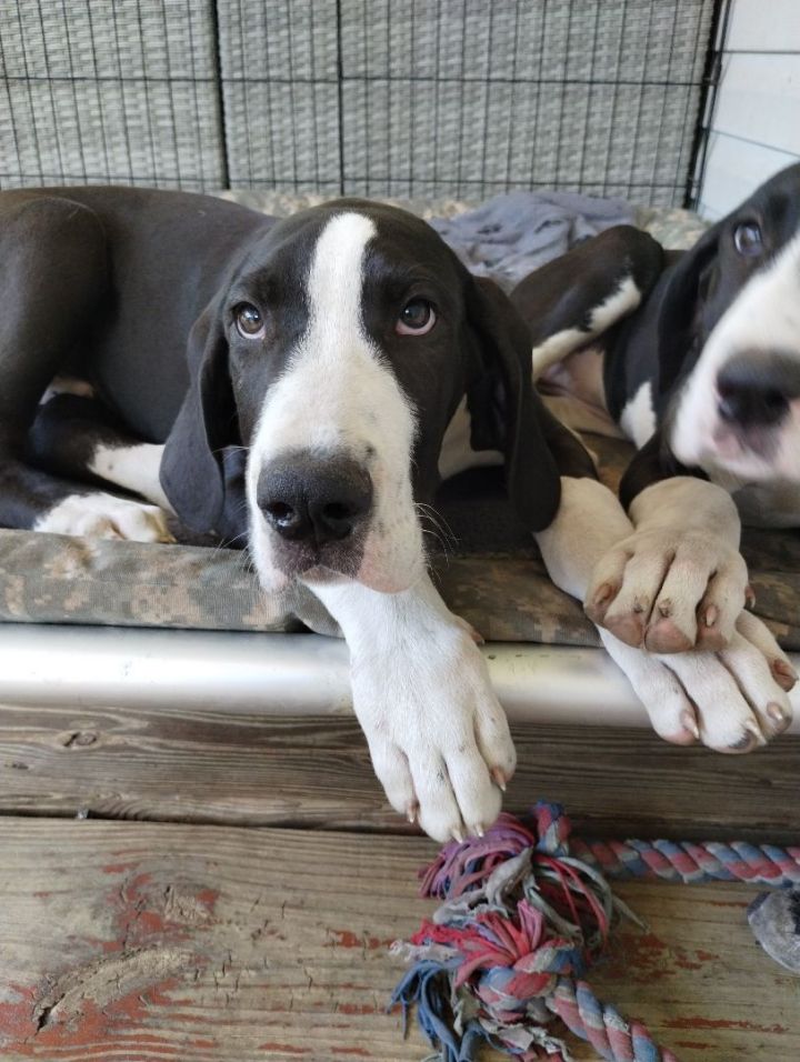 Great dane animal store shelter