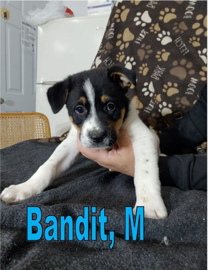 Bandit 1