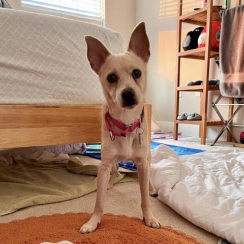 Briggs, an adoptable Chihuahua & Pomeranian Mix in Falls Church, VA_image-1
