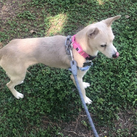 Briggs, an adoptable Chihuahua & Pomeranian Mix in Falls Church, VA_image-5