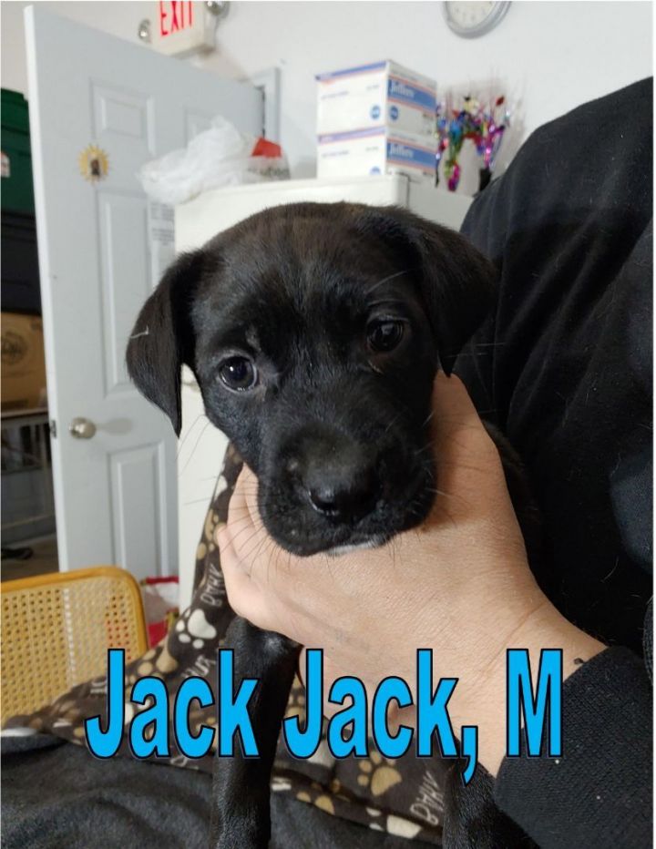 Jack Jack, an adoptable Pomeranian & Samoyed Mix in Hayward, WI_image-1