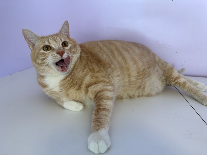 Oliver 1