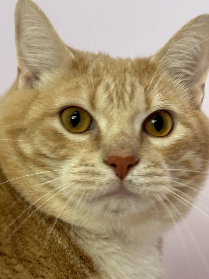 Oliver 4