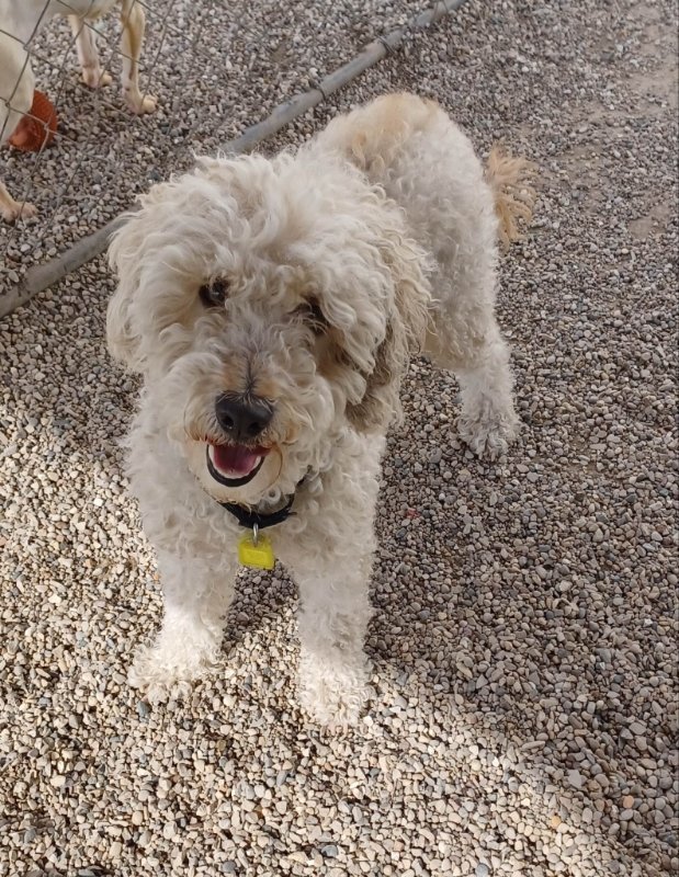 Noodlefish, an adoptable Poodle & Golden Retriever Mix in Mukwonago, WI_image-1