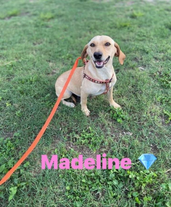 Madeline, an adoptable Dachshund Mix in Shillington, PA_image-1