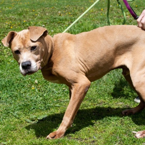 Cash, an adoptable Boxer Mix in Middletown, NY_image-5