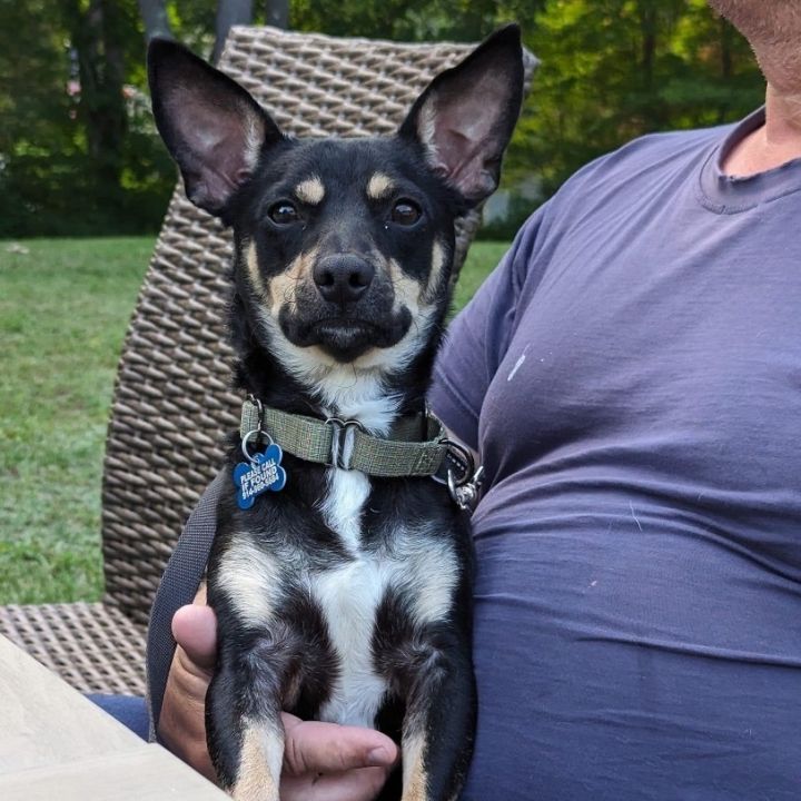 Fletcher, an adoptable Chihuahua & Miniature Dachshund Mix in Wappingers Falls, NY_image-3