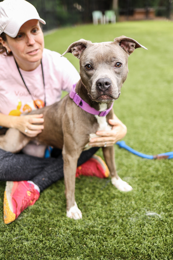 Oceana, an adoptable American Staffordshire Terrier Mix in Raleigh, NC_image-2