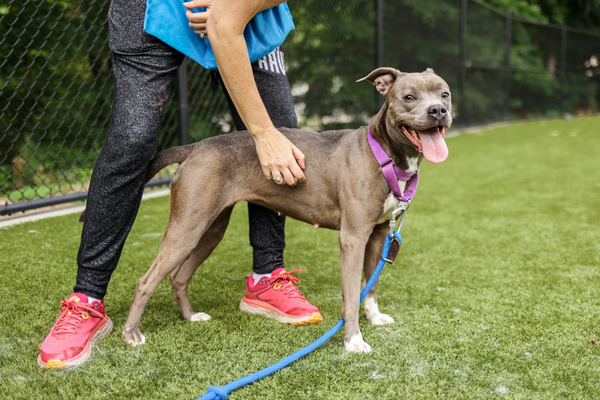 Oceana, an adoptable American Staffordshire Terrier Mix in Raleigh, NC_image-3