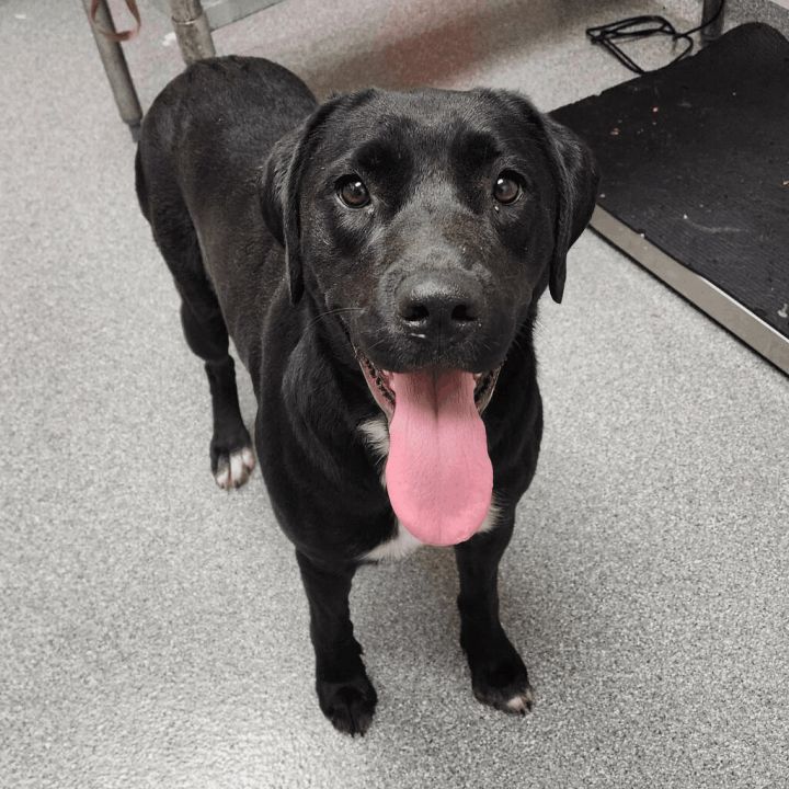 Syd, an adoptable Black Labrador Retriever in Batavia, OH_image-1