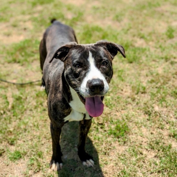 Judice, an adoptable Mixed Breed in Douglasville, GA_image-5