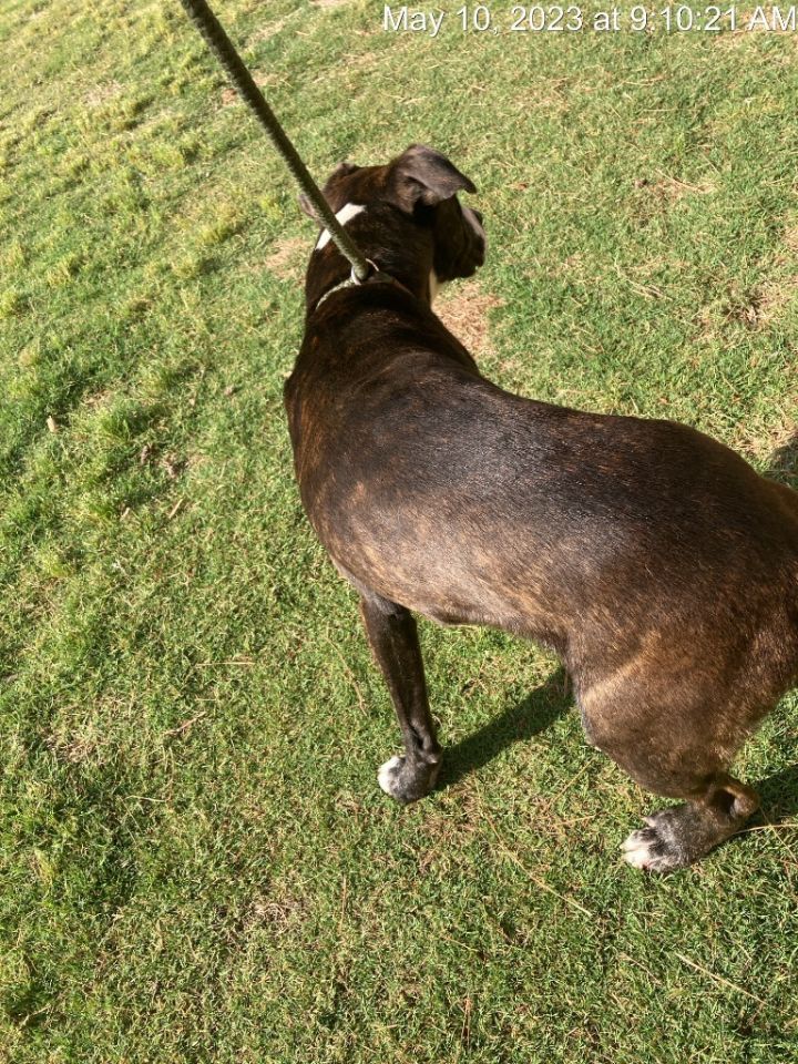 Judice, an adoptable Mixed Breed in Douglasville, GA_image-6