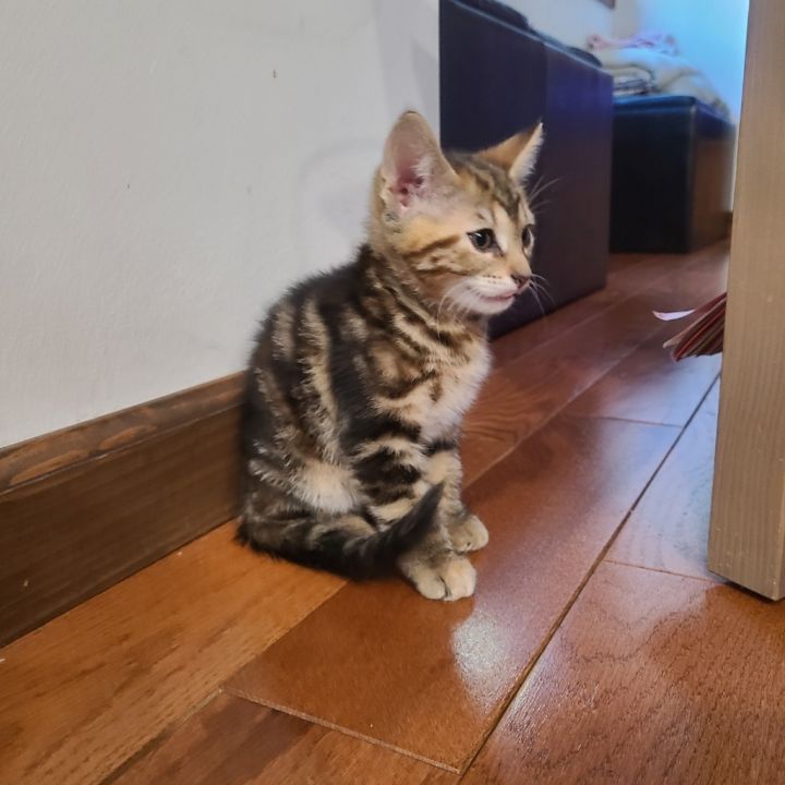 Ember (December) 1