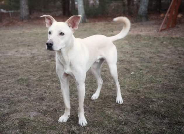 Griffin fka ETHAN, an adoptable Labrador Retriever in Pomfret Center, CT, 06259 | Photo Image 2