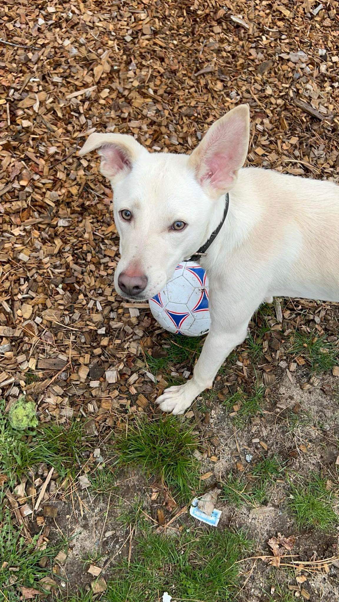 Griffin fka ETHAN, an adoptable Labrador Retriever in Pomfret Center, CT, 06259 | Photo Image 3