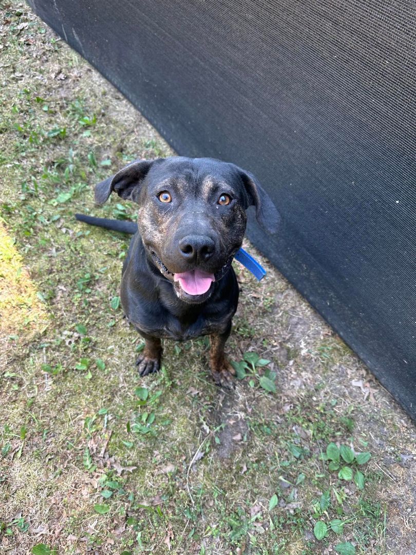 Shiloh, an adoptable Hound, Pit Bull Terrier in Baldwin, MI, 49304 | Photo Image 1