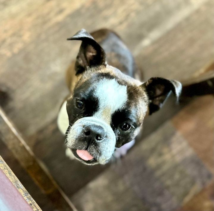 Riley, an adoptable Boston Terrier Mix in Van Vleck, TX_image-1