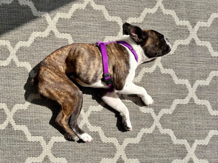 Riley, an adoptable Boston Terrier Mix in Van Vleck, TX_image-2