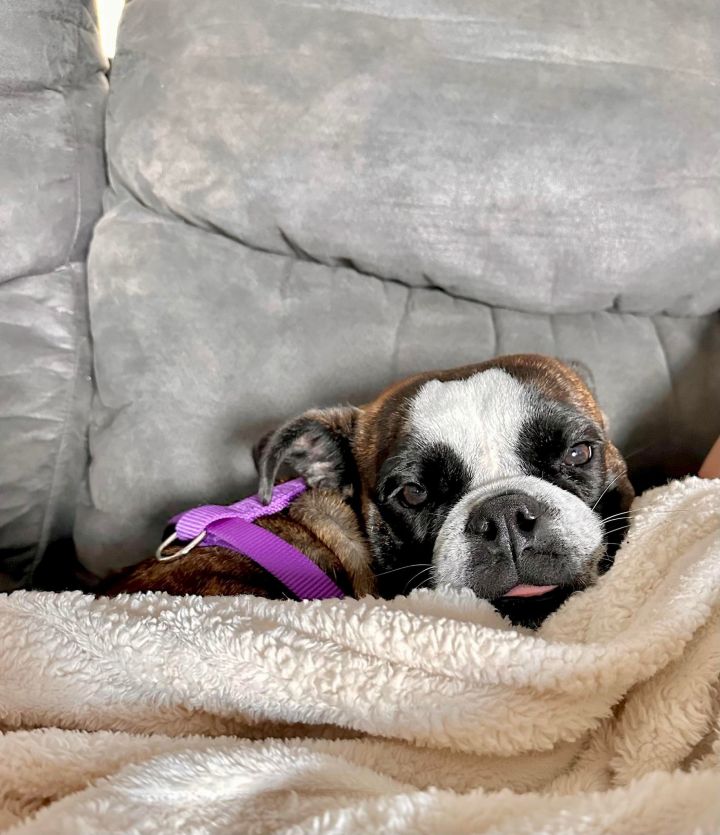 Riley, an adoptable Boston Terrier Mix in Van Vleck, TX_image-3