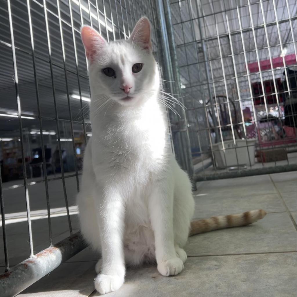 Anakin, an adoptable Domestic Short Hair in East Smithfield , PA, 18817 | Photo Image 1