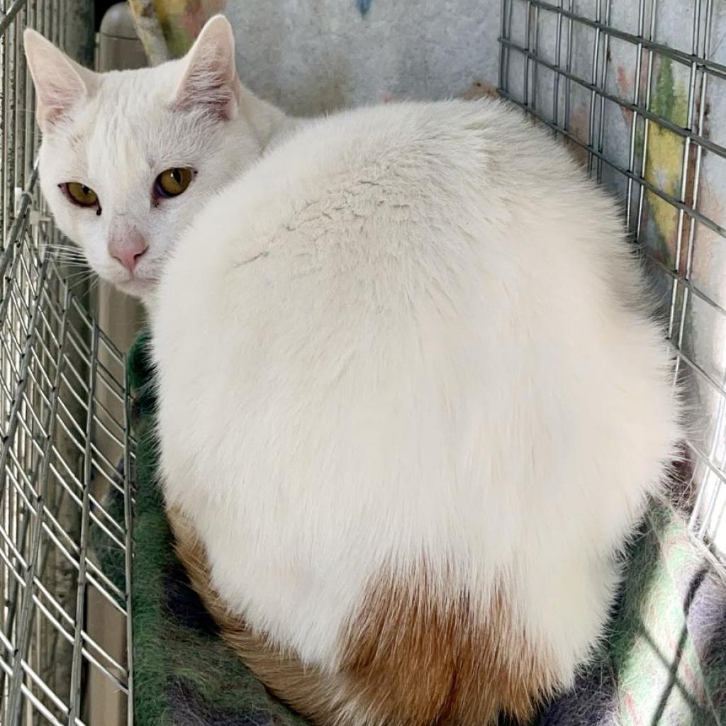 Anakin, an adoptable Domestic Short Hair in East Smithfield , PA, 18817 | Photo Image 2