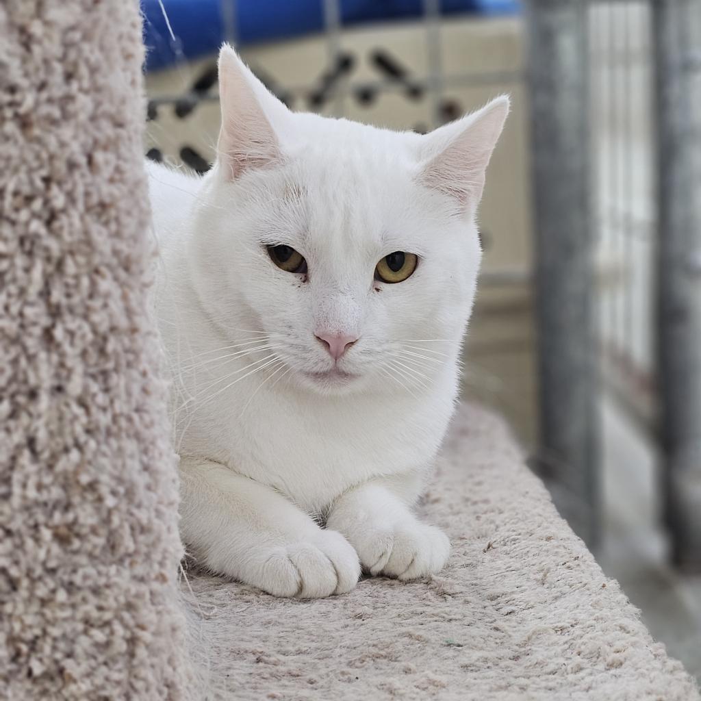 Anakin, an adoptable Domestic Short Hair in East Smithfield , PA, 18817 | Photo Image 3