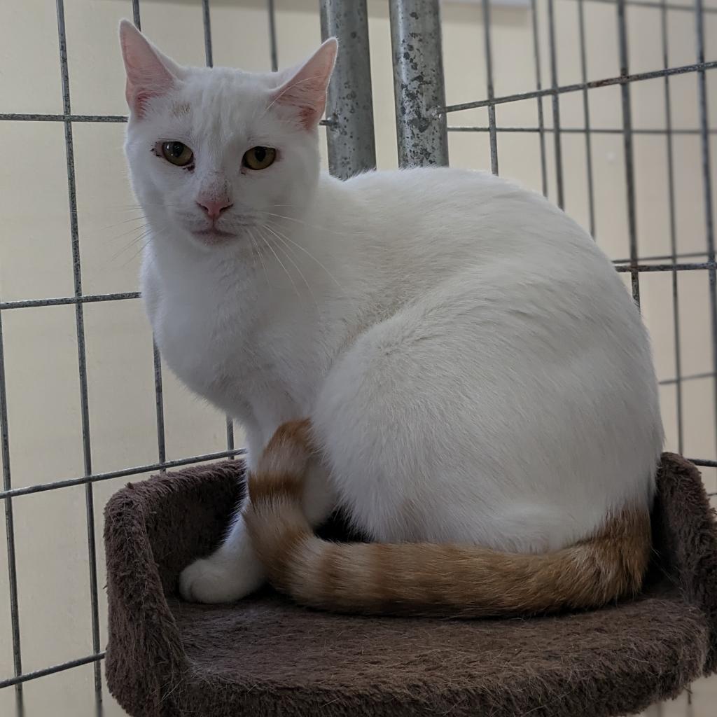 Anakin, an adoptable Domestic Short Hair in East Smithfield , PA, 18817 | Photo Image 4