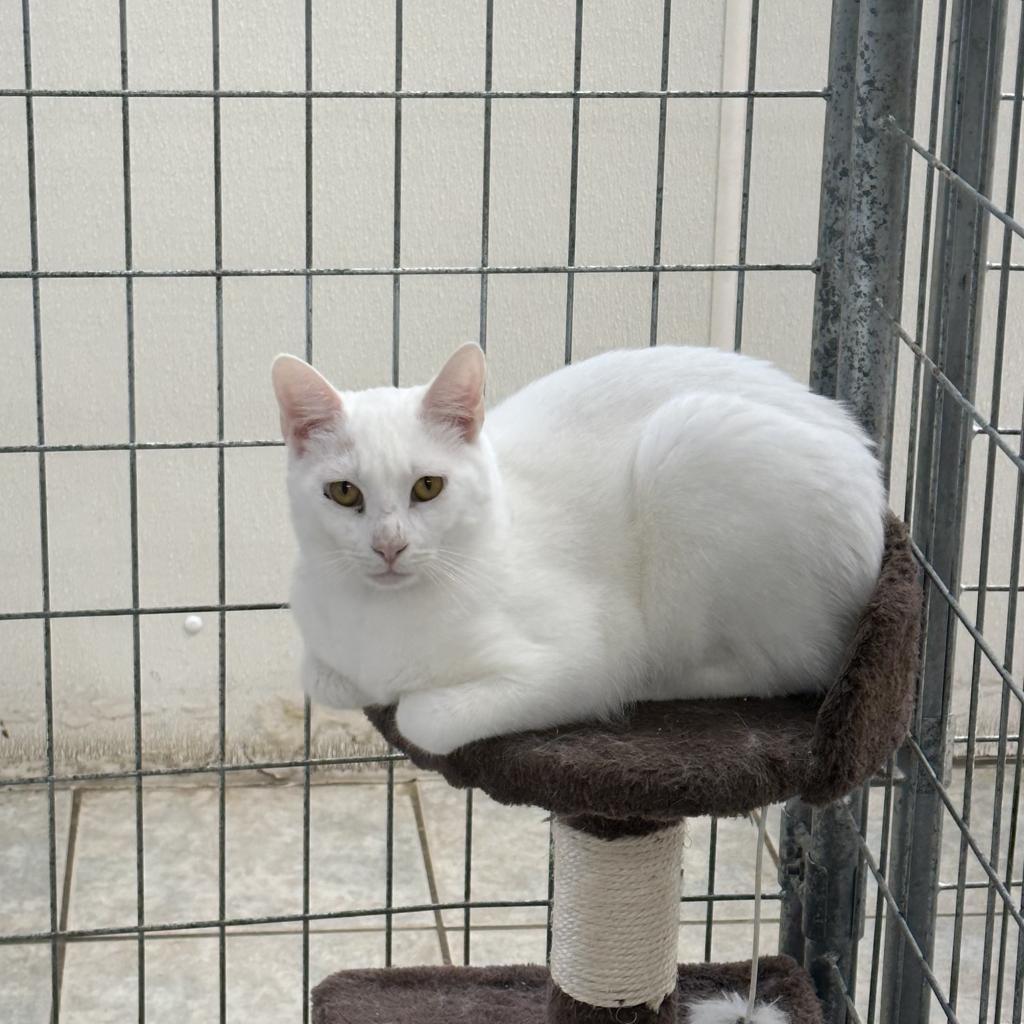 Anakin, an adoptable Domestic Short Hair in East Smithfield , PA, 18817 | Photo Image 5