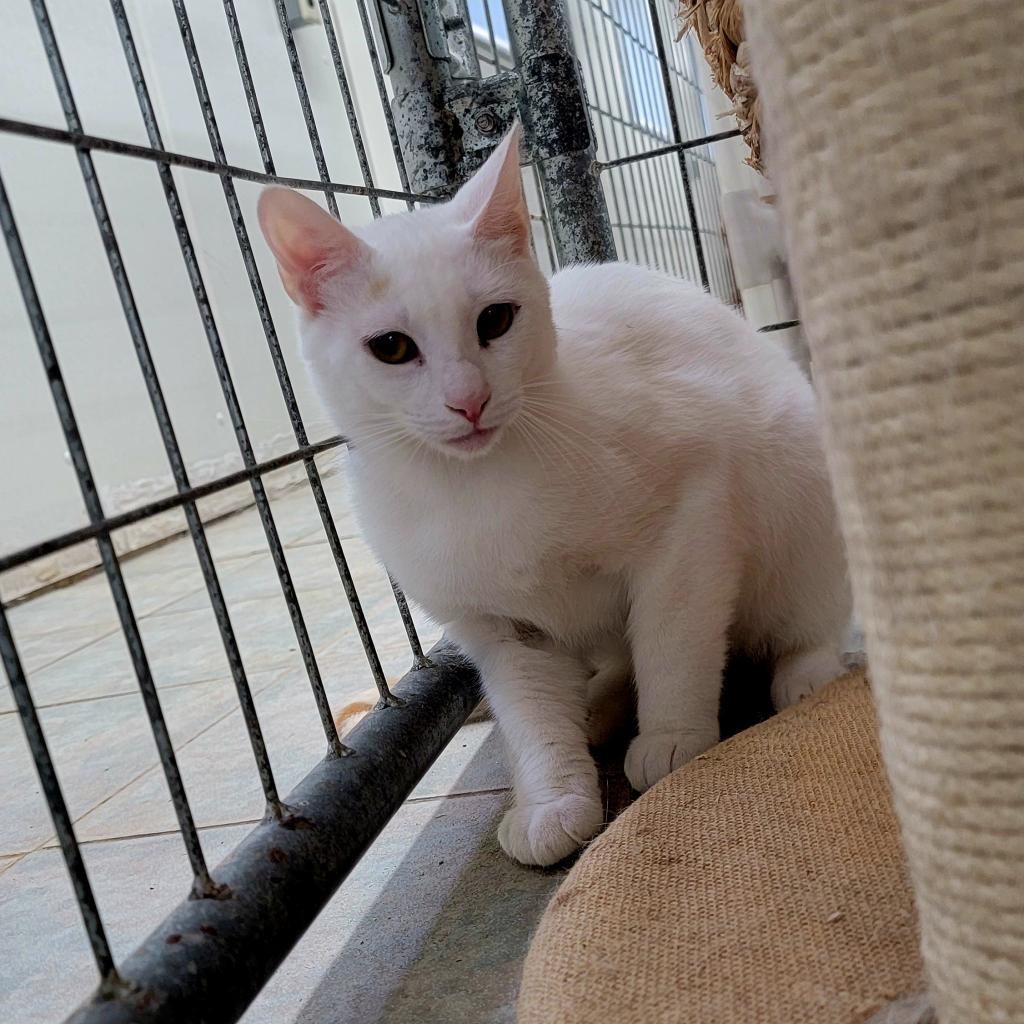 Anakin, an adoptable Domestic Short Hair in East Smithfield , PA, 18817 | Photo Image 6