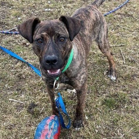 Coco -Loves people, dogs AND bananas!, an adoptable Plott Hound Mix in Wantagh, NY_image-3