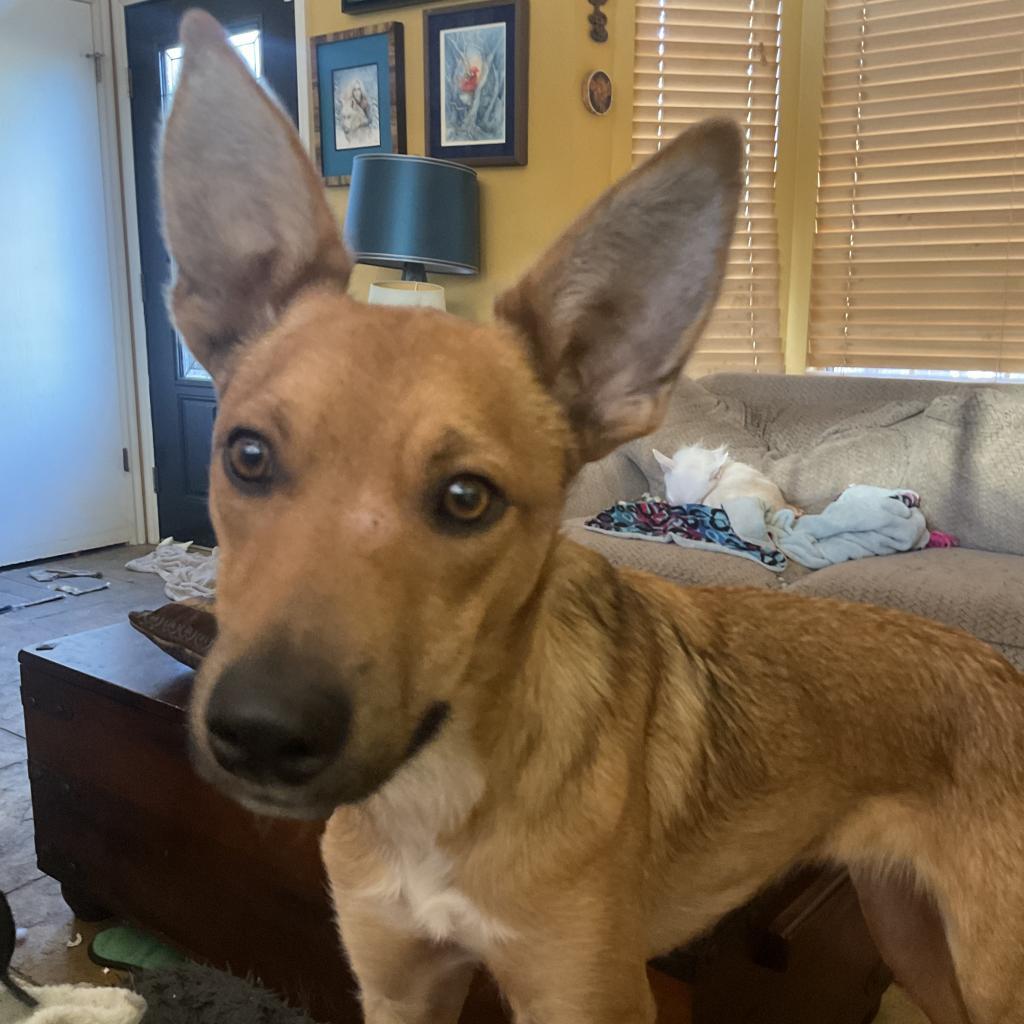 Poblano, an adoptable Cattle Dog in Kanab, UT, 84741 | Photo Image 1