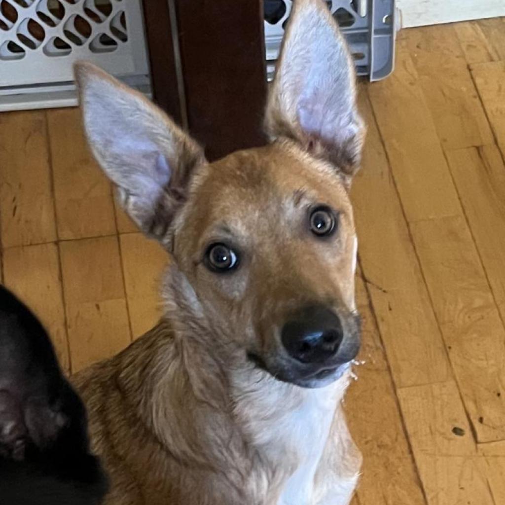 Poblano, an adoptable Cattle Dog in Kanab, UT, 84741 | Photo Image 3