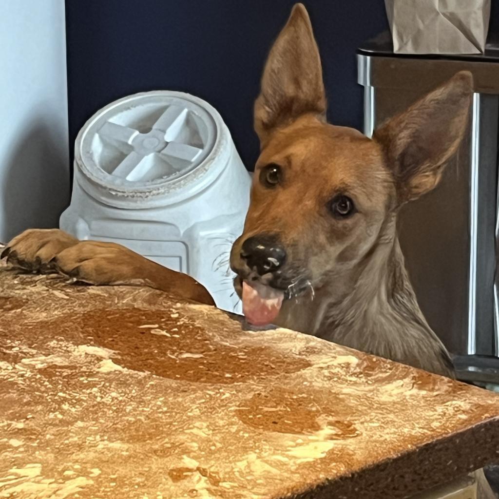 Poblano, an adoptable Cattle Dog in Kanab, UT, 84741 | Photo Image 4