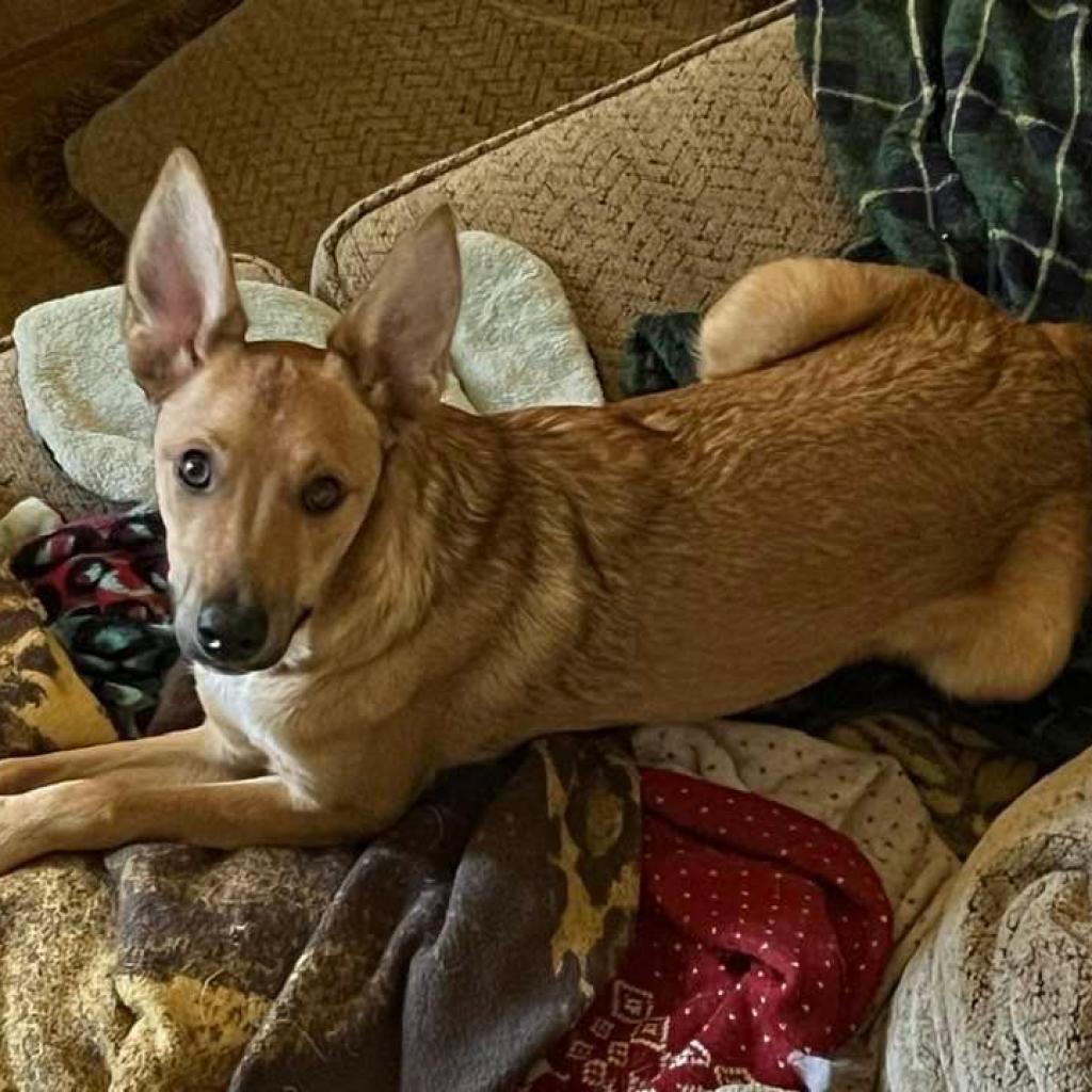 Poblano, an adoptable Cattle Dog in Kanab, UT, 84741 | Photo Image 5