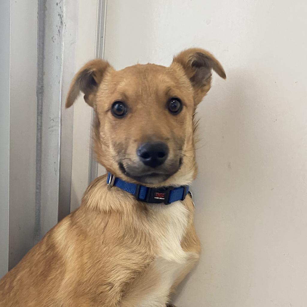 Poblano, an adoptable Cattle Dog in Kanab, UT, 84741 | Photo Image 6