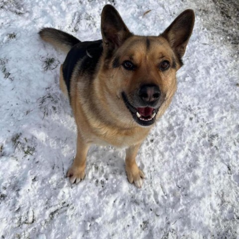 Thor, an adoptable German Shepherd Dog, Husky in Union City, PA, 16438 | Photo Image 1