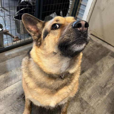 Thor, an adoptable German Shepherd Dog, Husky in Union City, PA, 16438 | Photo Image 2