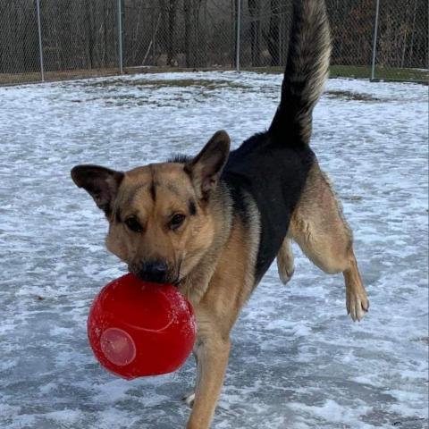 Thor, an adoptable German Shepherd Dog, Husky in Union City, PA, 16438 | Photo Image 3