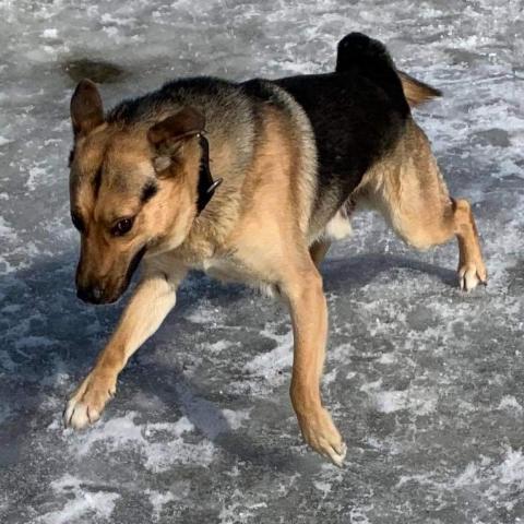 Thor, an adoptable German Shepherd Dog, Husky in Union City, PA, 16438 | Photo Image 4