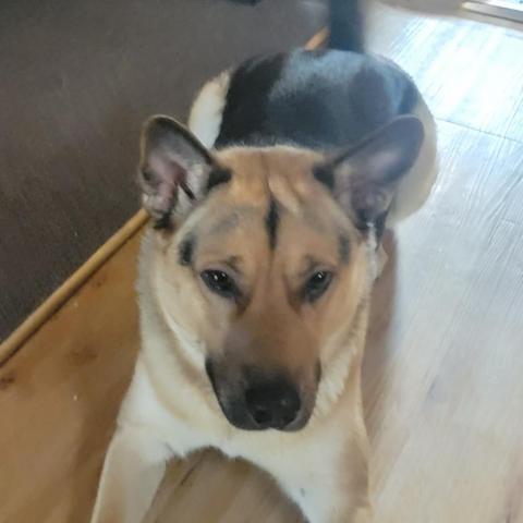 Thor, an adoptable German Shepherd Dog, Husky in Union City, PA, 16438 | Photo Image 5