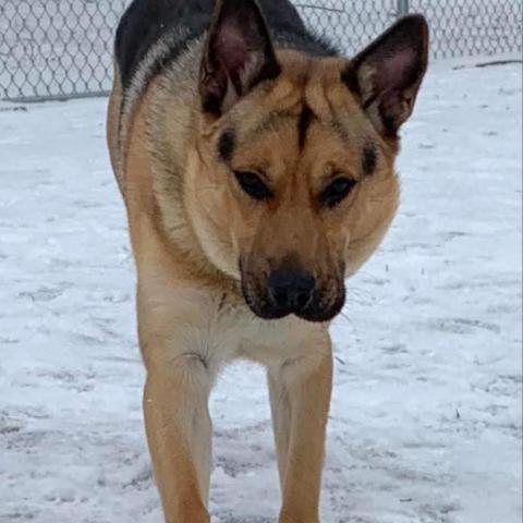 Thor, an adoptable German Shepherd Dog, Husky in Union City, PA, 16438 | Photo Image 6