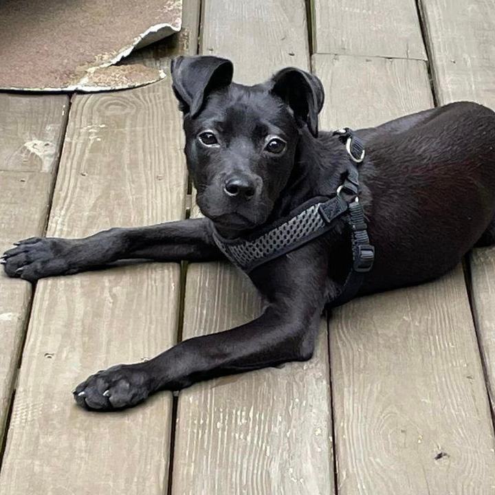 Colm, an adoptable Black Labrador Retriever & Terrier Mix in Springfield, MO_image-3