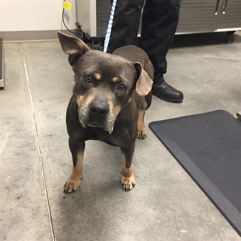 COCOA, an adoptable American Bulldog, Mixed Breed in Brunswick, GA, 31525 | Photo Image 2