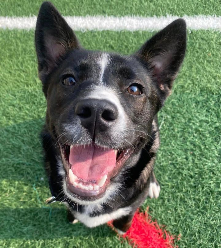 Doris *HERE IN NH*, an adoptable Cattle Dog Mix in Northwood, NH_image-4