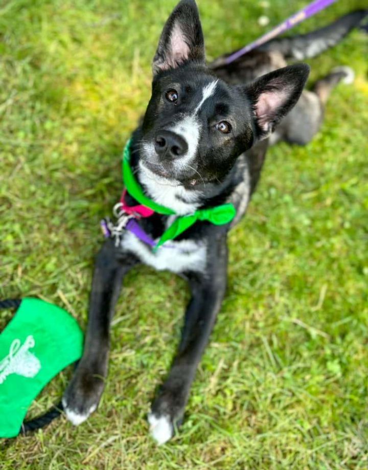 Doris *HERE IN NH*, an adoptable Cattle Dog Mix in Northwood, NH_image-5