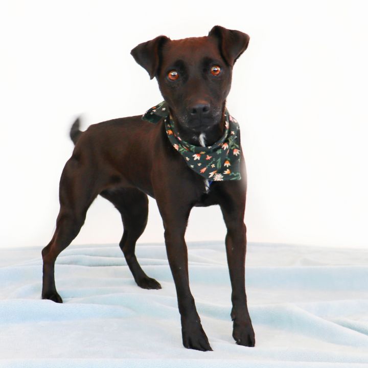Carly, an adoptable Chihuahua & Terrier Mix in Clovis, CA_image-1