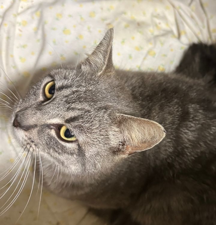 Summer, an adoptable Domestic Short Hair in Oceanside, CA_image-1